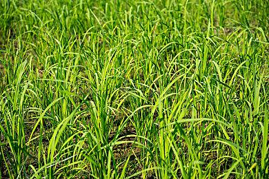 因安全漏洞《马车8》《斯普拉遁》Wii U服务器下线