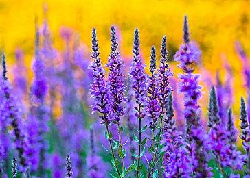 分析任天堂起诉《幻兽帕鲁》为何侵犯专利而非著作权